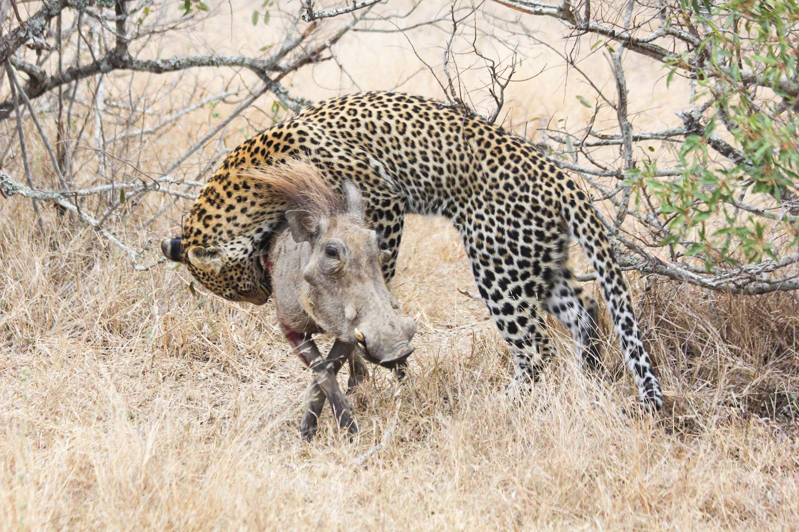 Startling Footage of a Leopard Attacking a Warthog