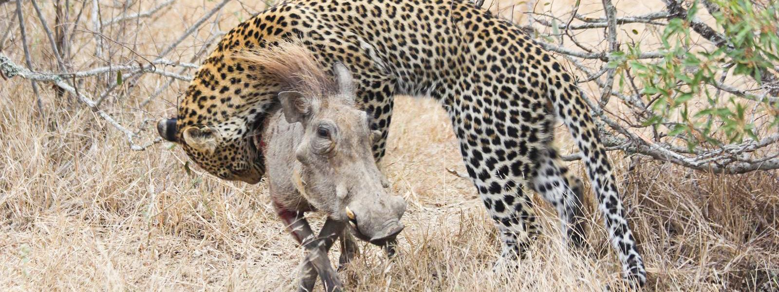 Startling Footage of a Leopard Attacking a Warthog