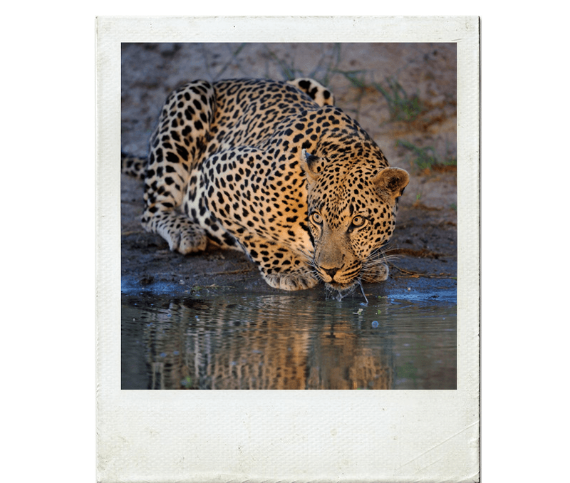 Leopardo saciando em charco na Reserva Sabi Sand