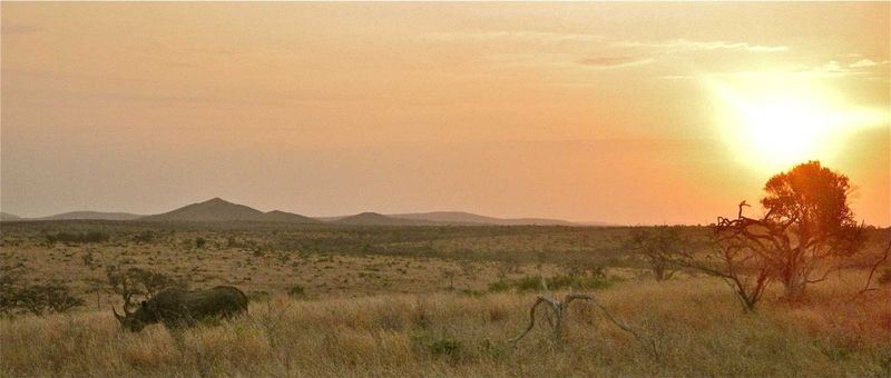Rhinos in Phinda