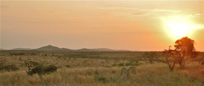 Rhinos in Phinda