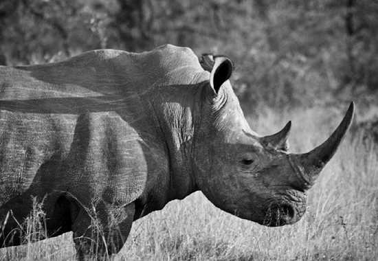 The Mindful Approach to Saving Rhinos | World Rhino Day 2014