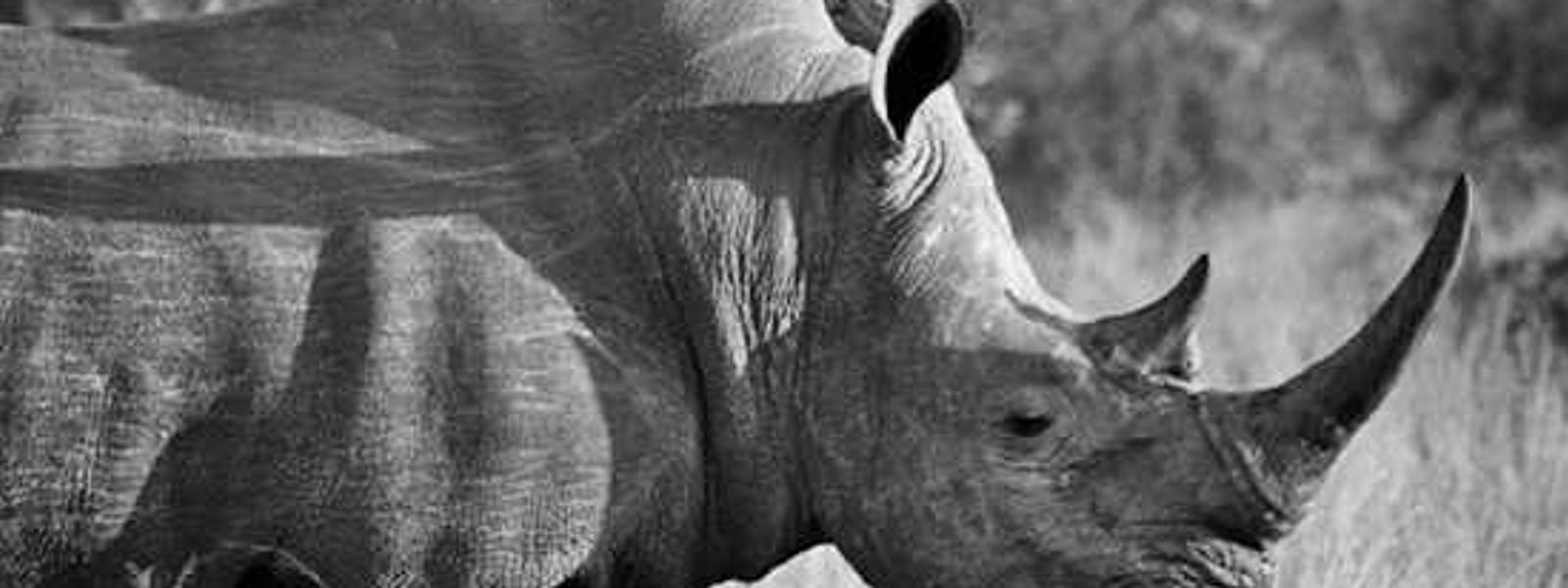 The Mindful Approach to Saving Rhinos | World Rhino Day 2014