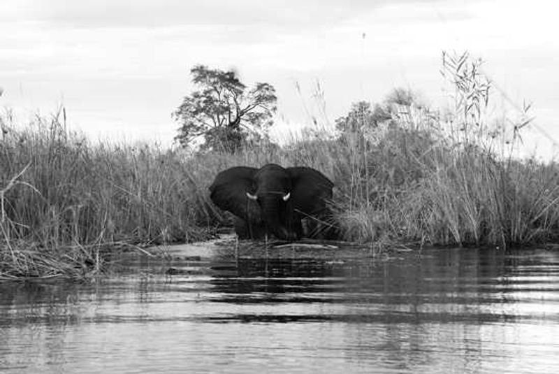 Okavango Delta