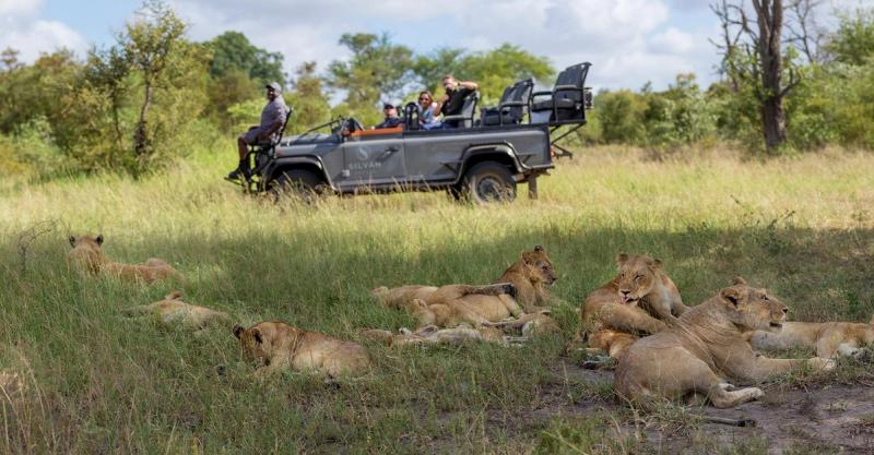 Löwensichtung auf einer Pirschfahrt im Greater Kruger National Park
