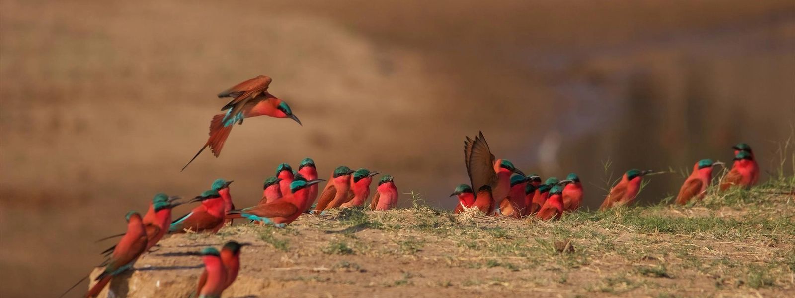 Mana Pools National Park - Adventurous Safari-Lover's Best-Kept Secret