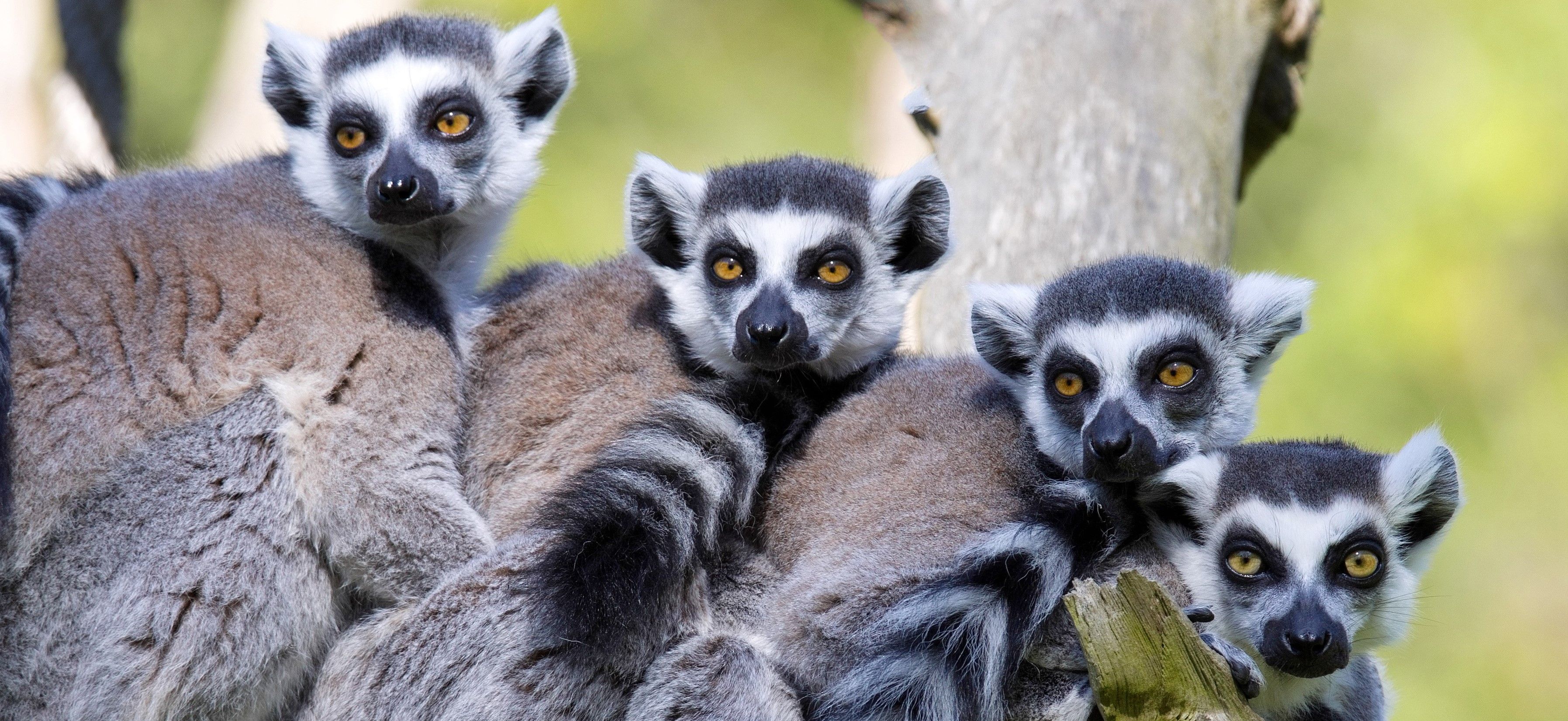 Die besten Aktivitäten in Madagaskar