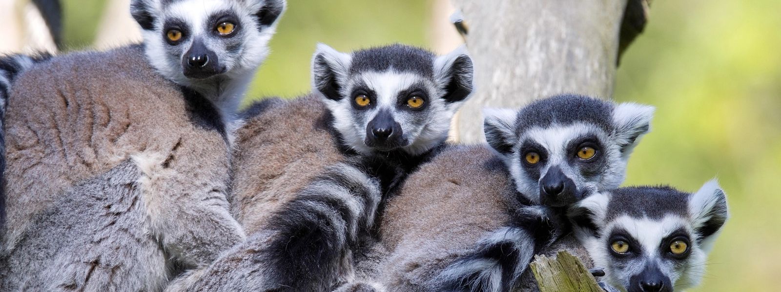 Die besten Aktivitäten in Madagaskar