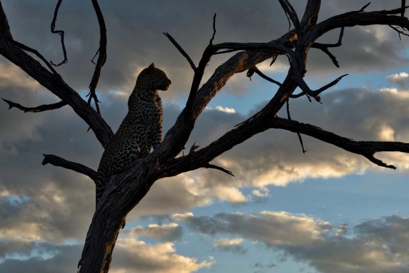 Léopard sur un arbre au crépuscule dans la savane en Afrique
