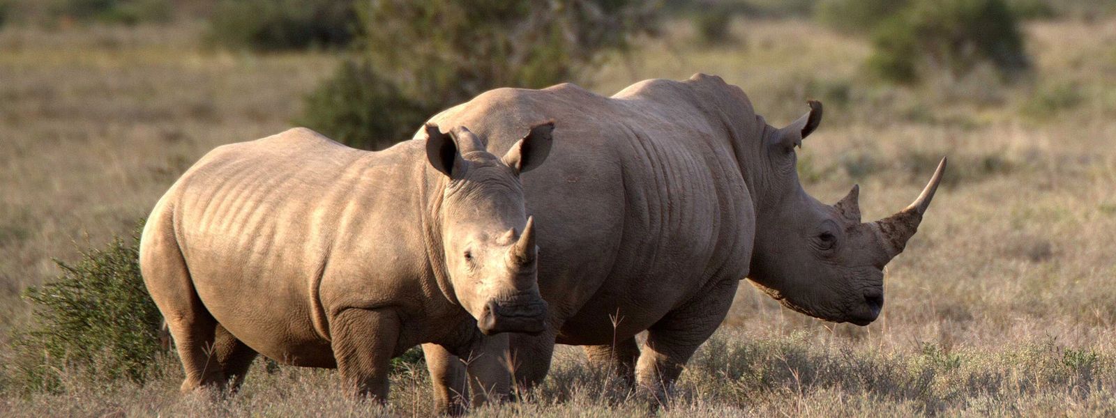 The History of Rhino Poaching in South Africa