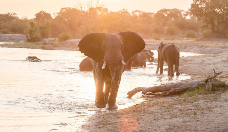 Majestuosa elefante en un abrevadero