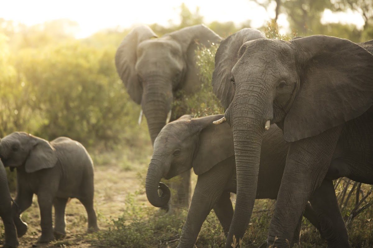 Die artenreiche Tierwelt in Botswana