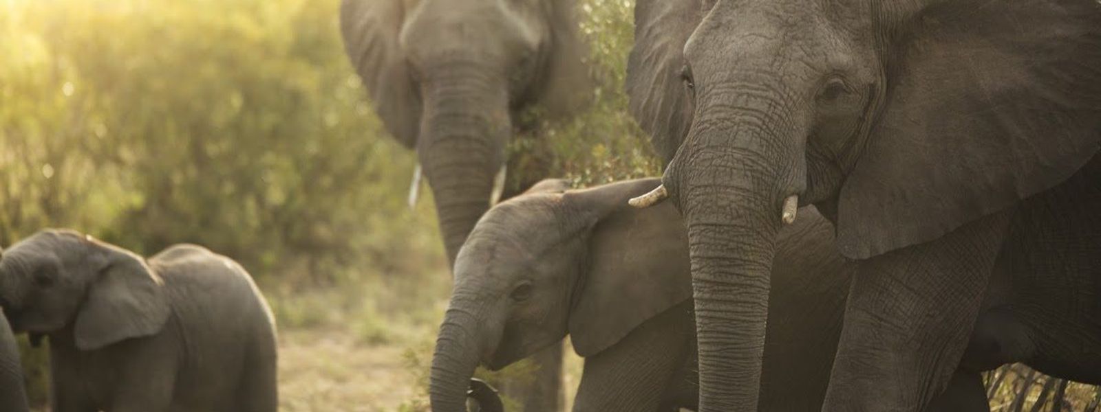 Die artenreiche Tierwelt in Botswana