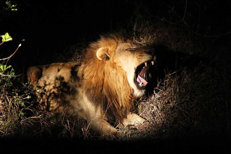 On safari at Savanna Private Game Reserve