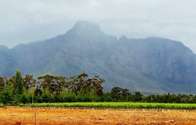 "The Thomases continued to Stellenbosch and the Franschhoek Wine Valley and Solms-Delta Winery. From there they went to Haute Cabriere where they "tasted Pierre Jourdan sparkling wine and brought away a bottle of honey-flavored Ratafia, a chardonnay fortified with Pierre Jourdan brandy. We do like our nightcaps, from time to time."