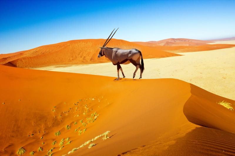 Oryx steht auf einer Düne in Namibia