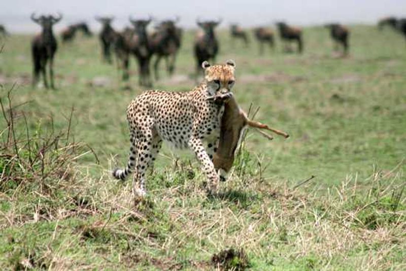 The Great Migration of East Africa is a predators favourite time of year