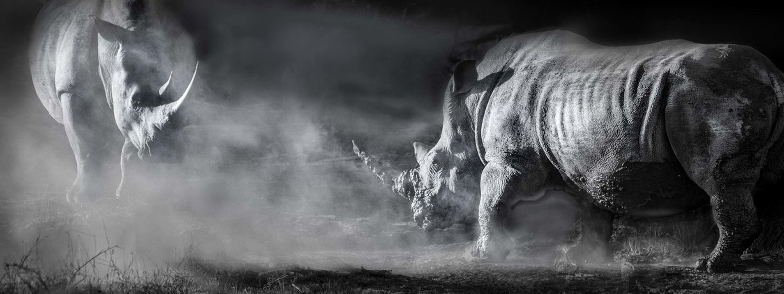 Wissenswertes über unser Lieblingstier: Das Nashorn