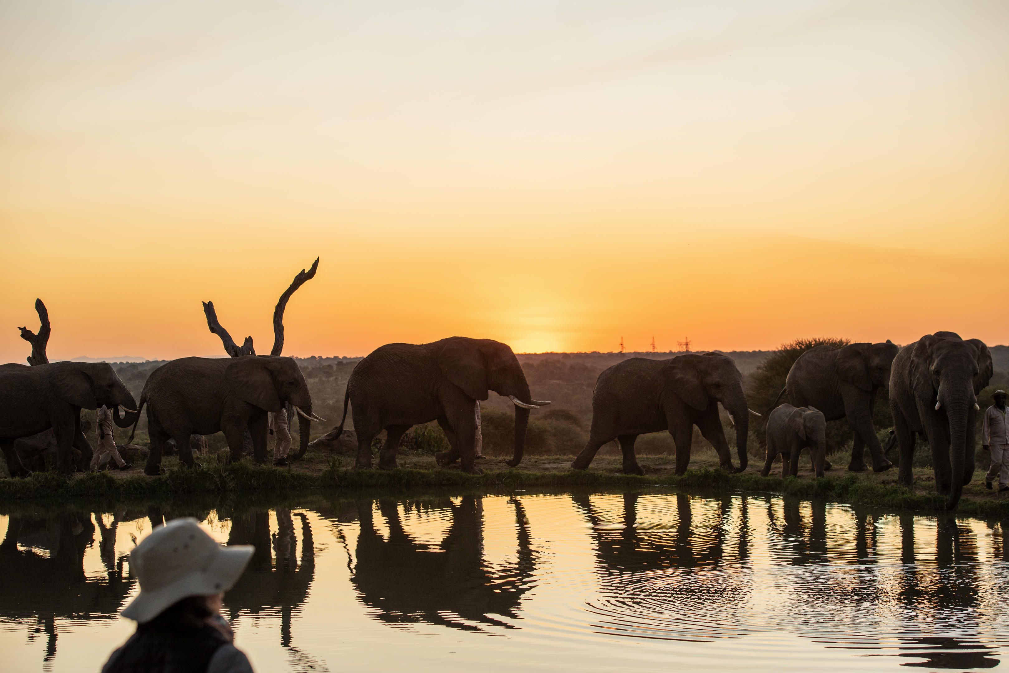 Luxury Lodges with the Best Waterholes in South Africa