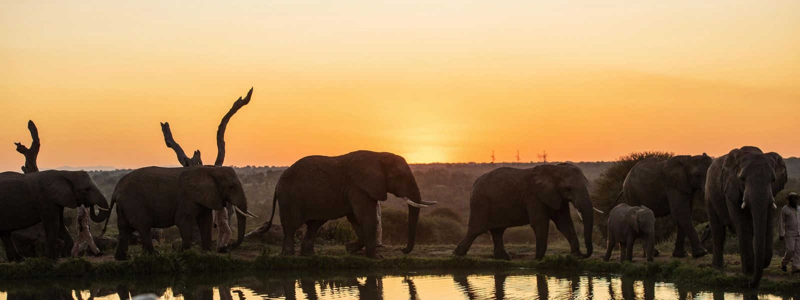 Luxury Lodges with the Best Waterholes in South Africa