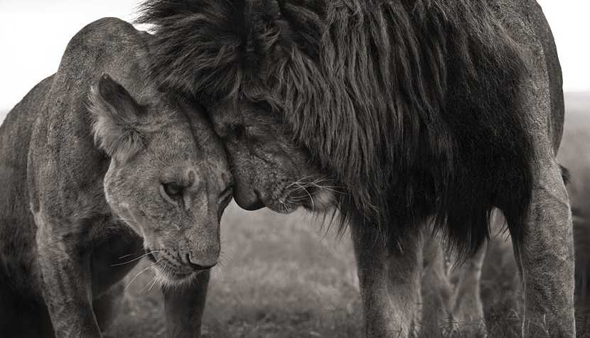 Ah… L’amour! Valentine's Day Ideas.