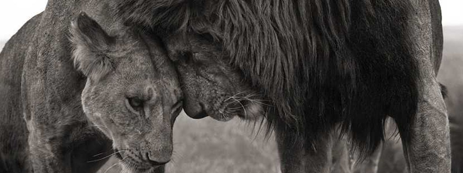 Ah… L’amour! Valentine's Day Ideas.