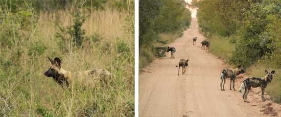 Wild Dog
