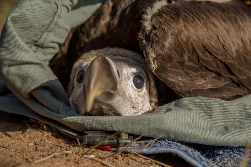 White-headed vulture in South Africa