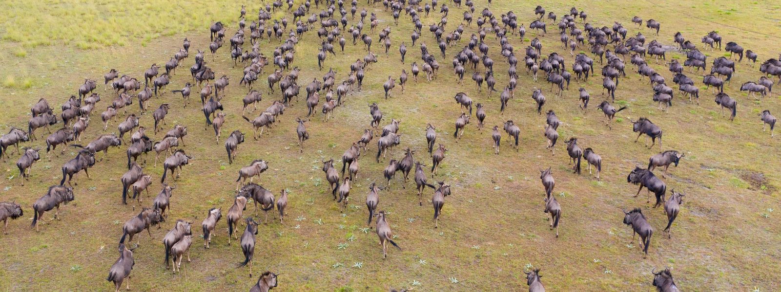 Witness The Second-Largest Wildebeest Migration in Africa