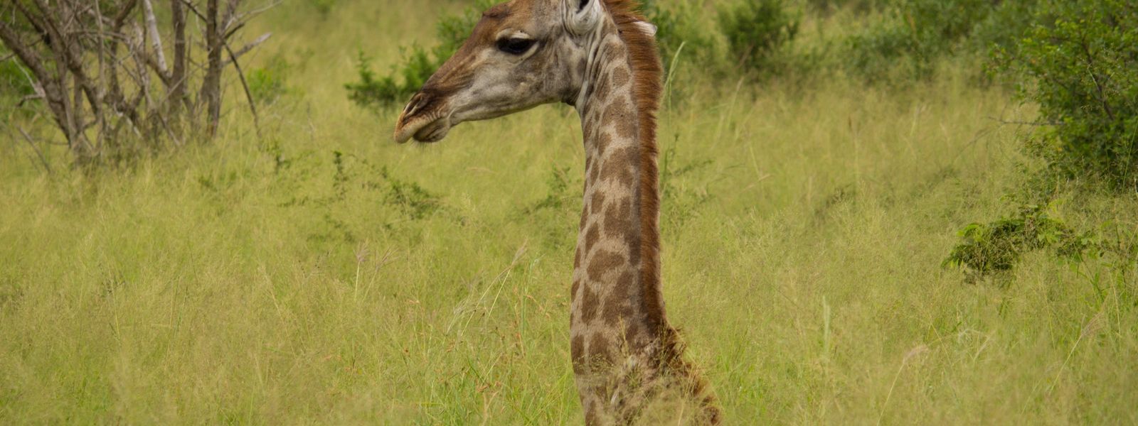 Thanda Safari Lodge – eine Safari zum Verlieben