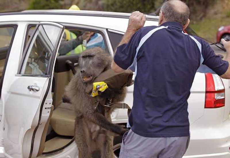 Get out of my way! Source: News 24 https://www.news24.com/Multimedia/South-Africa/Baboon-raids-car-20111020