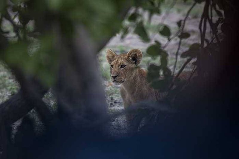 The lions of Zarafa