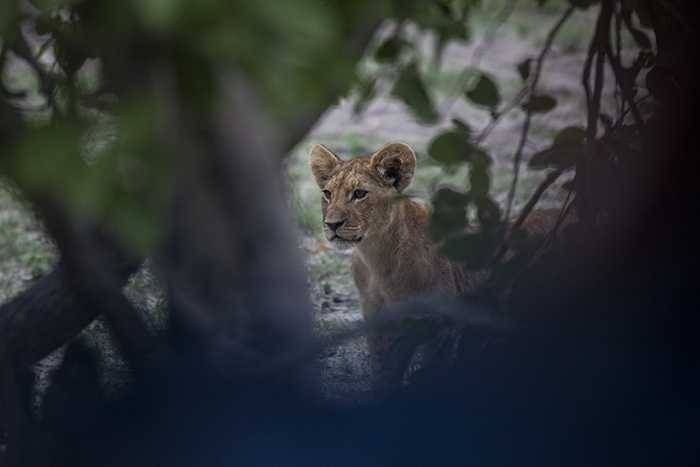 The lions of Zarafa