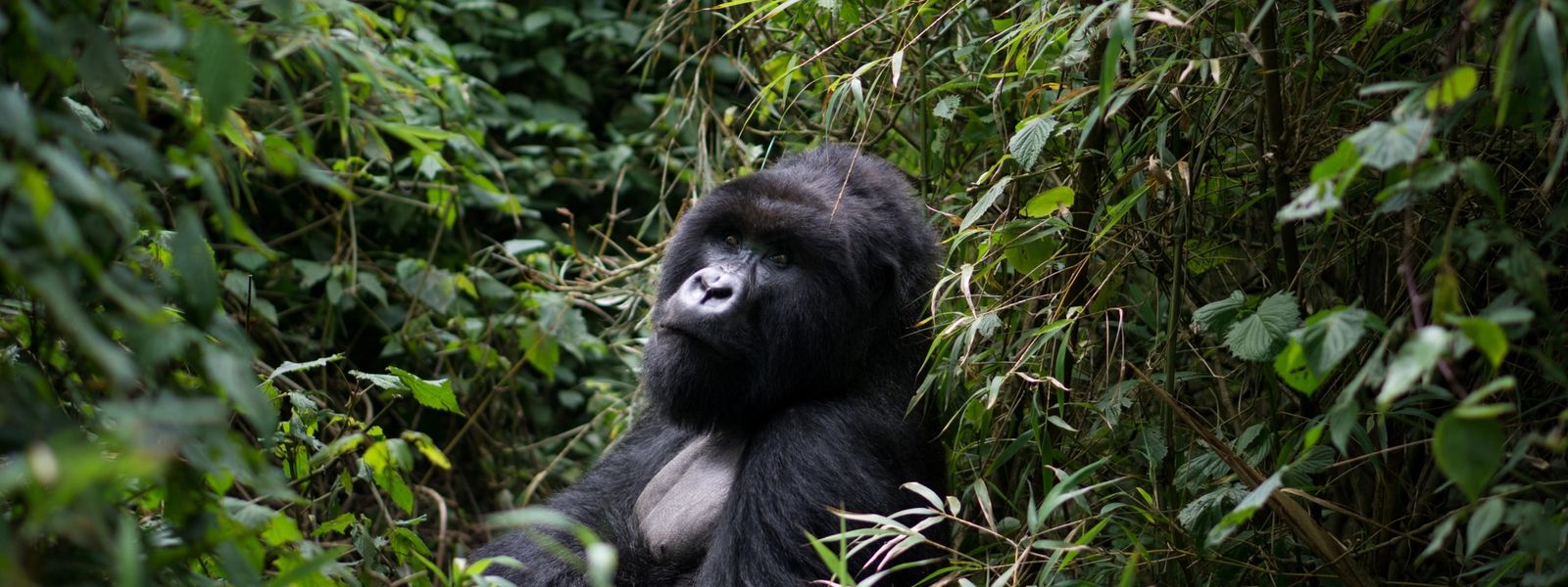 Should I Travel to Rwanda or Uganda to See Gorillas Right Now?