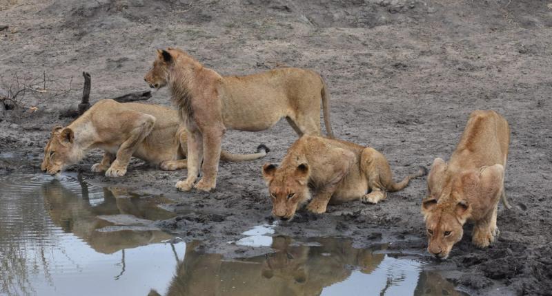 Nkuhuma pride - lions of Silvan