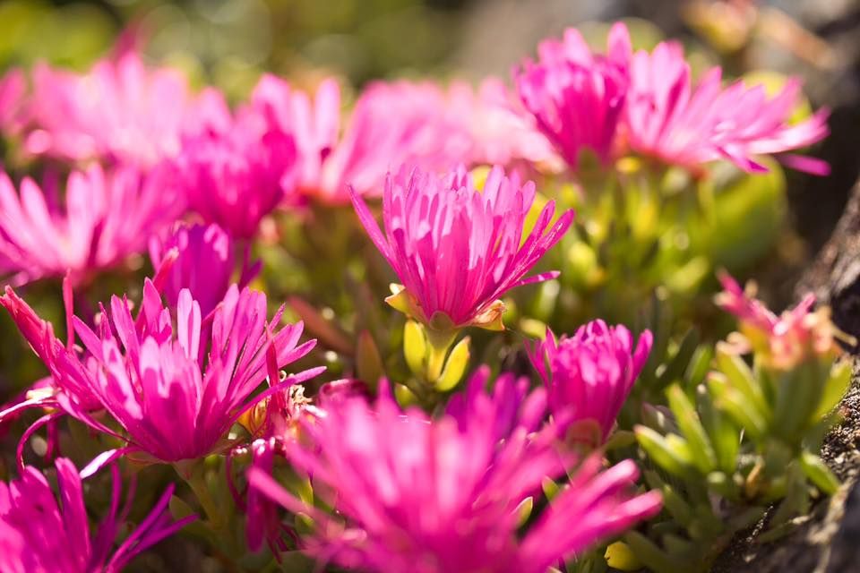 27 Stunning Instagram Photos of South Africa's Wildflower Season