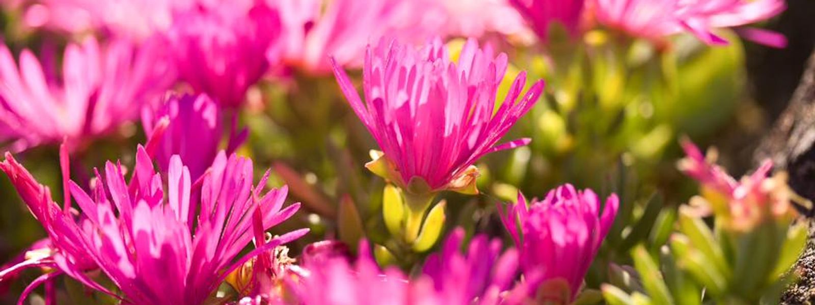 27 Stunning Instagram Photos of South Africa's Wildflower Season