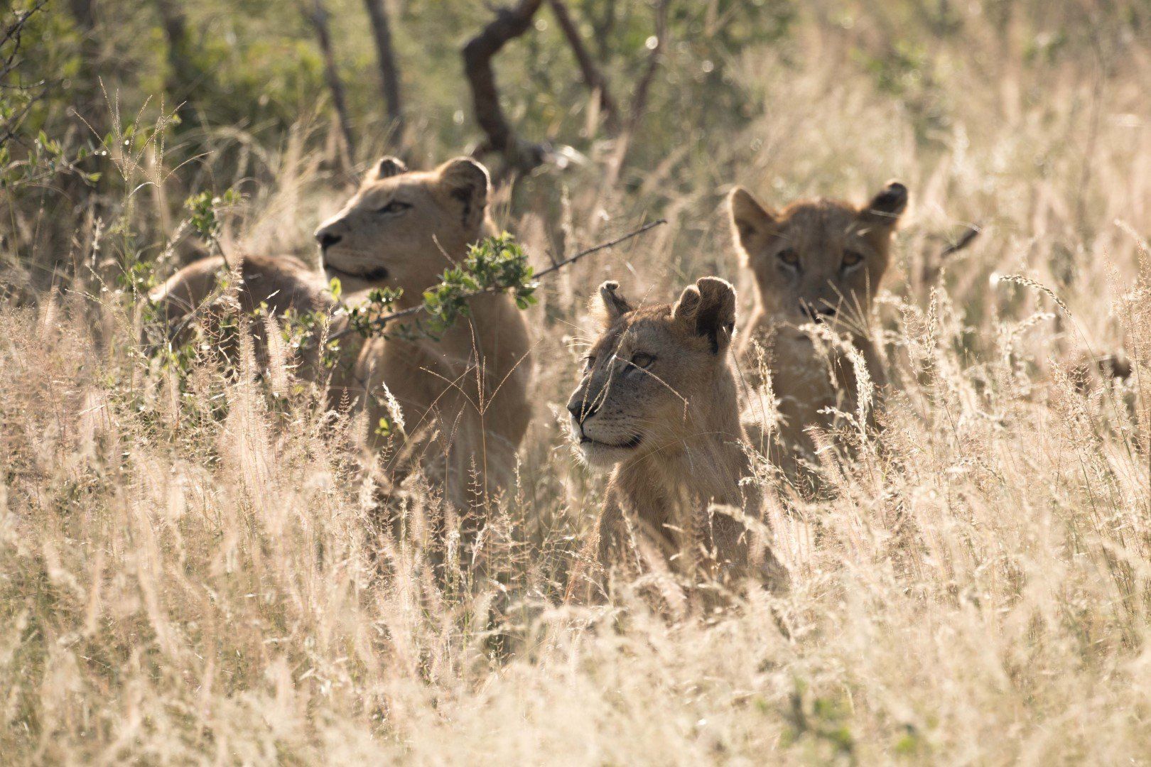 Sabi Sand Game Reserve | Animaux d'Afrique du Sud