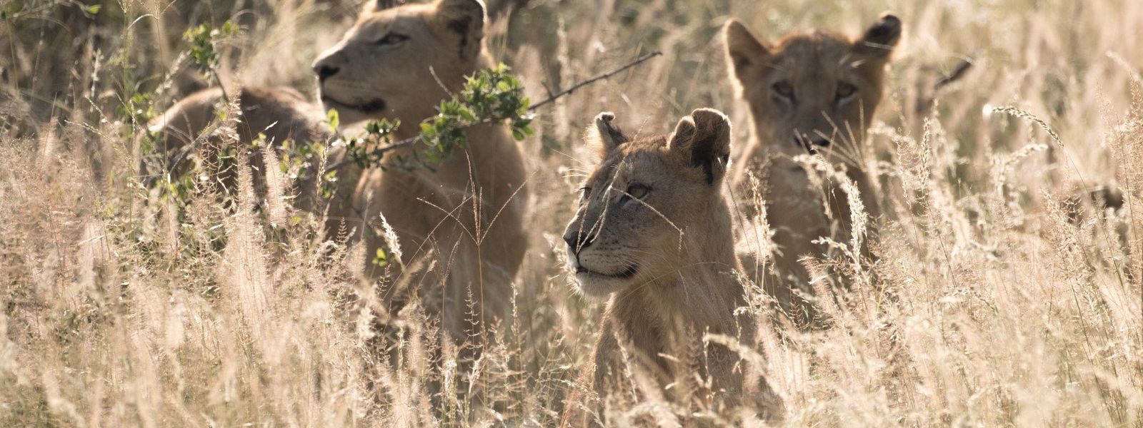 Sabi Sand Game Reserve | Animaux d'Afrique du Sud