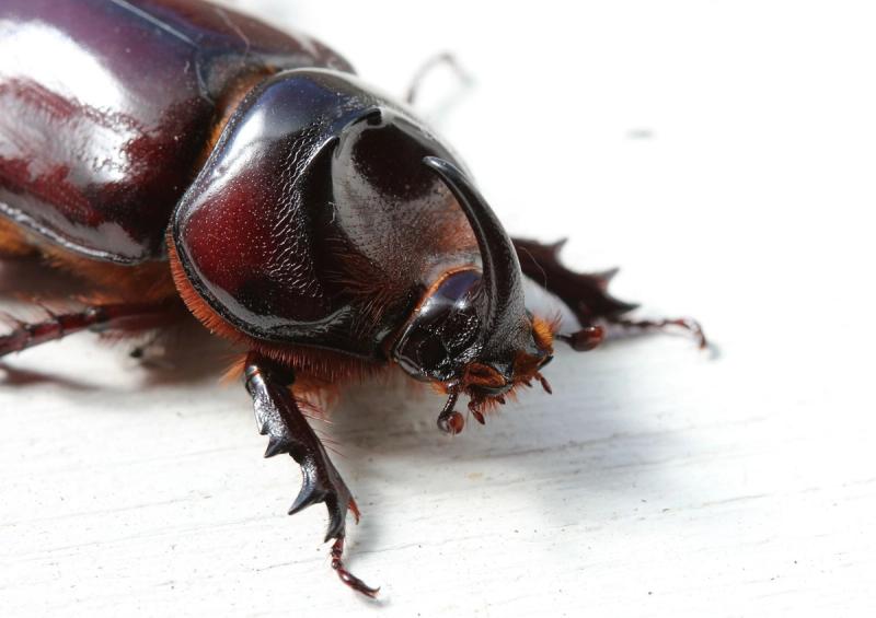 rhinoceros beetle one of the Little Five of Africa