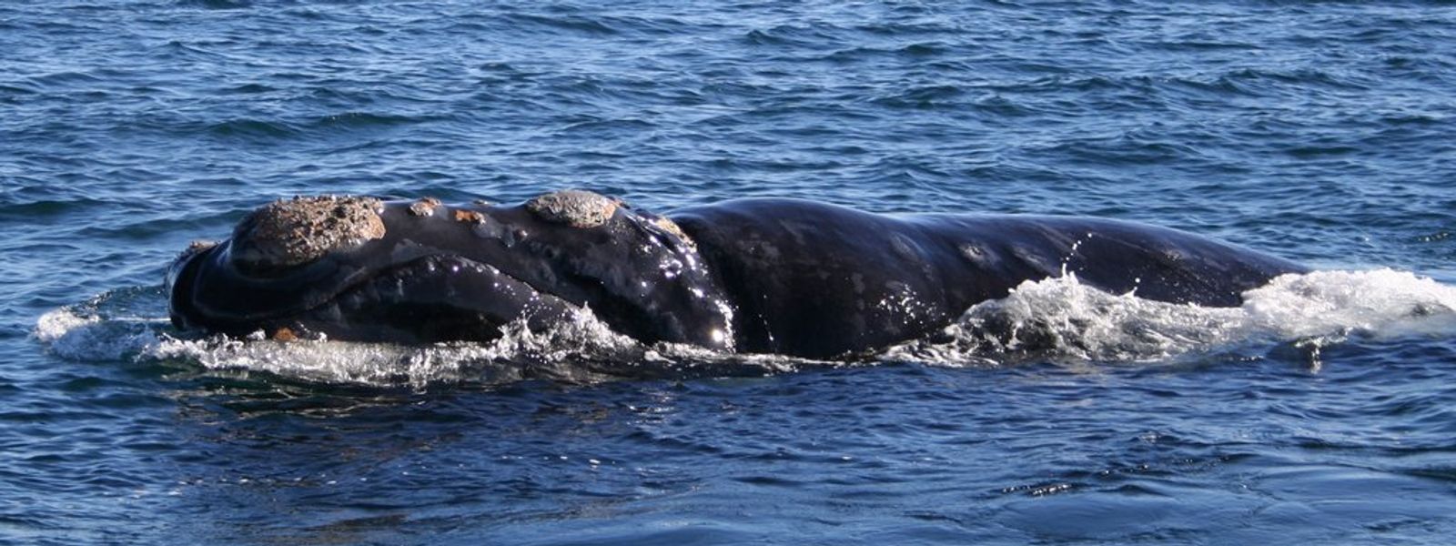 South Africa's 7-Step Whale Route Bucket List