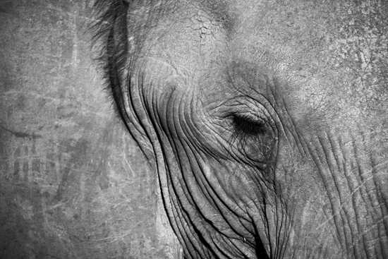 Silvan Safari Blog: The Elephant & the Marula