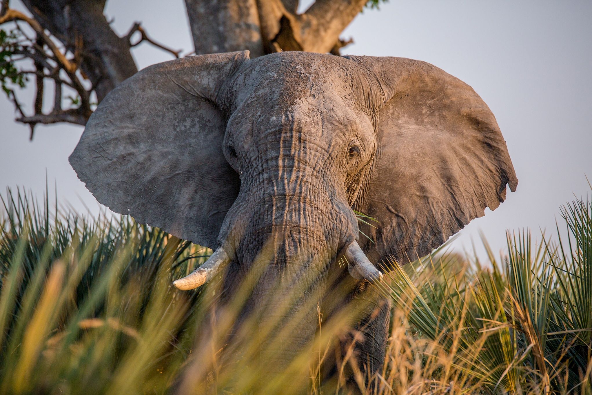 Safari in Botswana – darauf dürfen Sie sich freuen