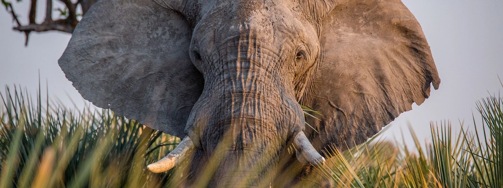 Conservation in Botswana: Leaving a Legacy