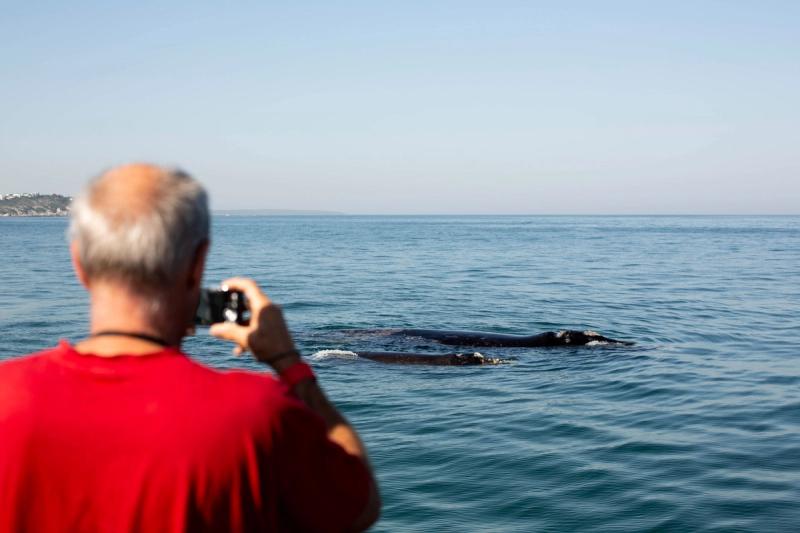 Whale watching cruise
