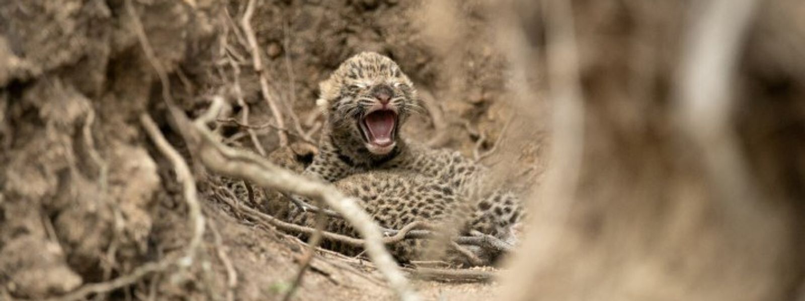 Londolozi: Nachwuchs bei den Leoparden in Sabi Sands