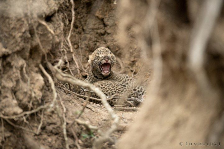 Léopards de Londolozi