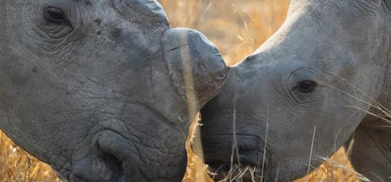 Beyond the Name: Why Rhino Conservation Matters to Us