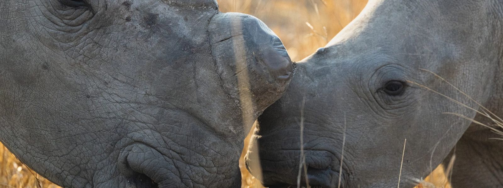 Beyond the Name: Why Rhino Conservation Matters to Us