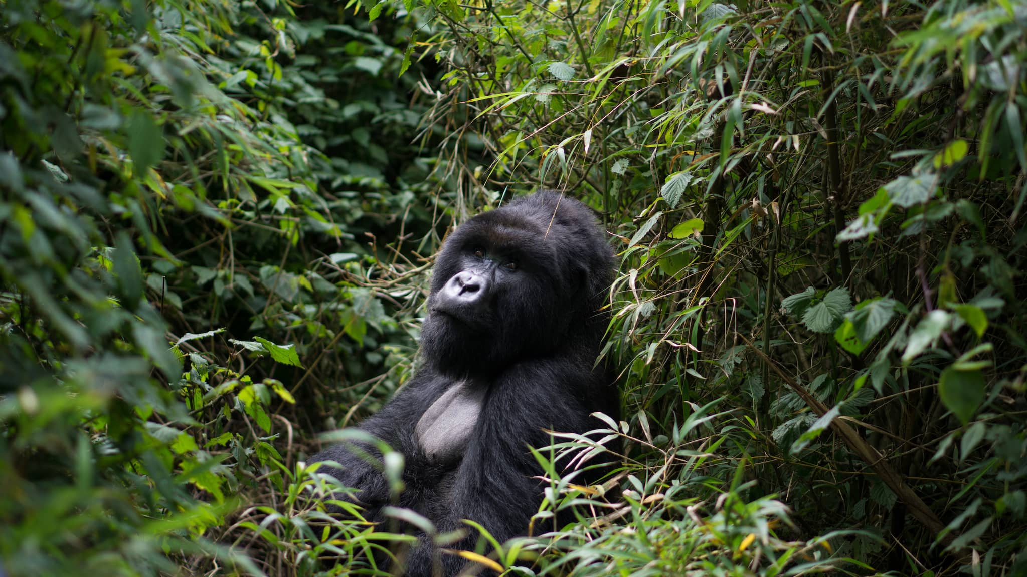 Experience the Best Gorilla and Chimpanzee Trekking Adventure in Rwanda